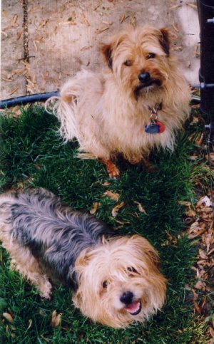 alfie & henry