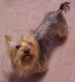 silky terrier