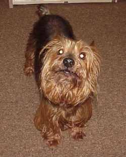 corky