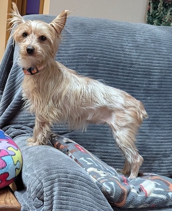Trixie