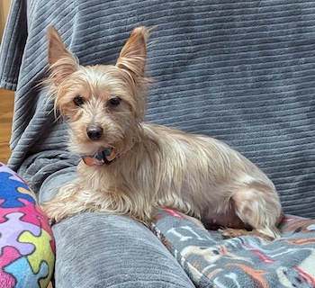Trixie